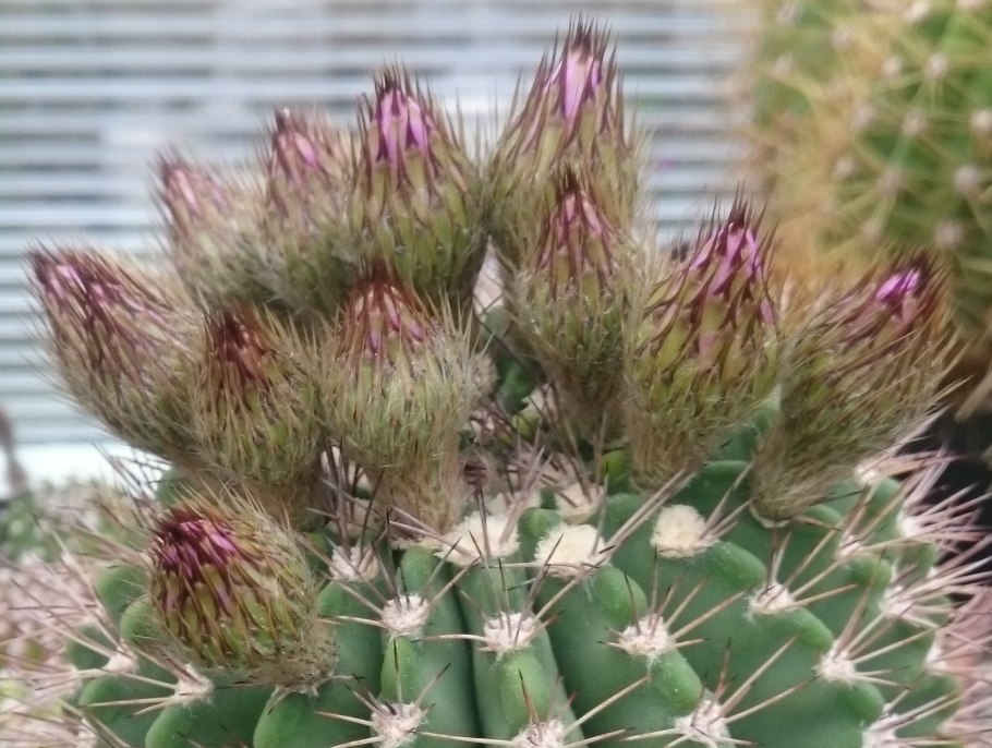 Acanthocalycium thionanthum