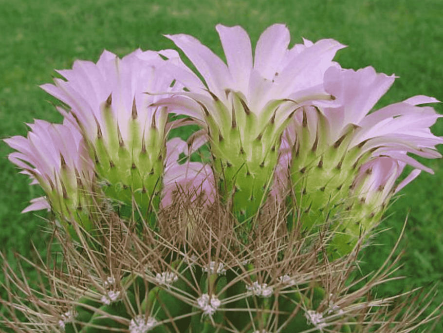 Кактус Acanthocalycium glaucum