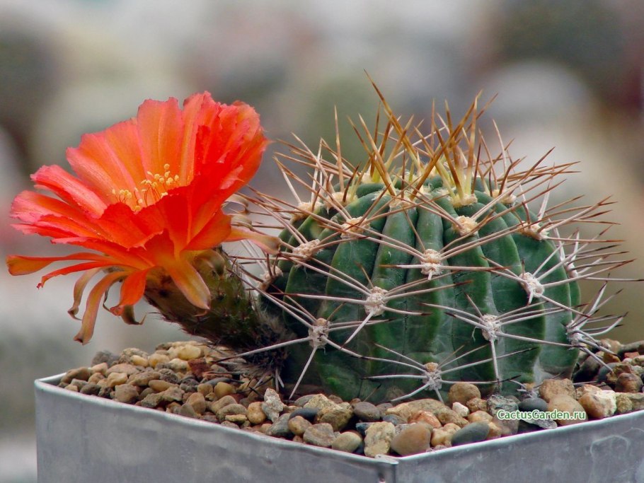 Кактус Acanthocalycium thionanthum
