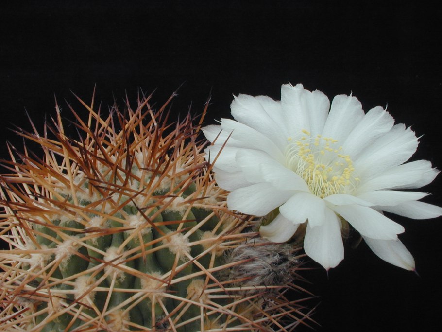Acanthocalycium glaucum