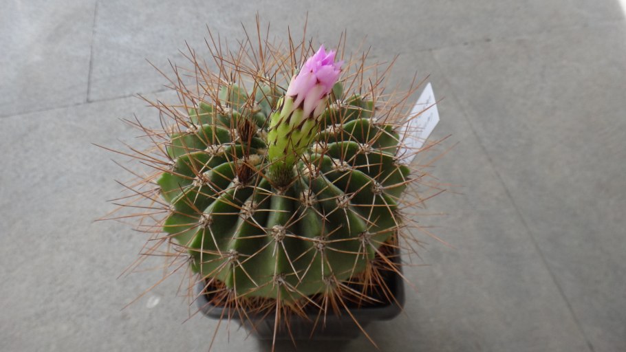 Acanthocalycium violaceum