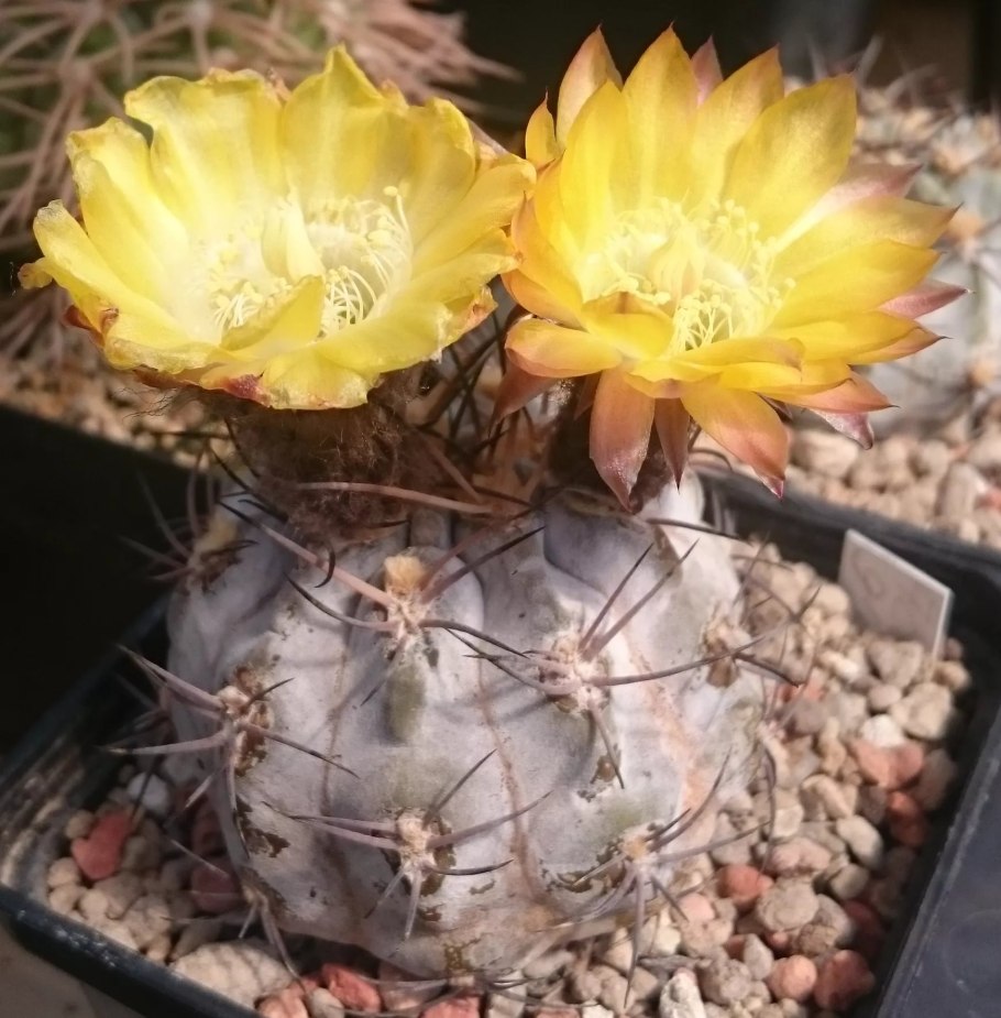 Кактус Acanthocalycium glaucum