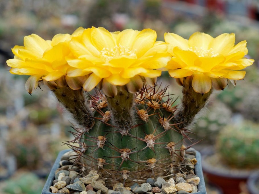 Кактус Acanthocalycium
