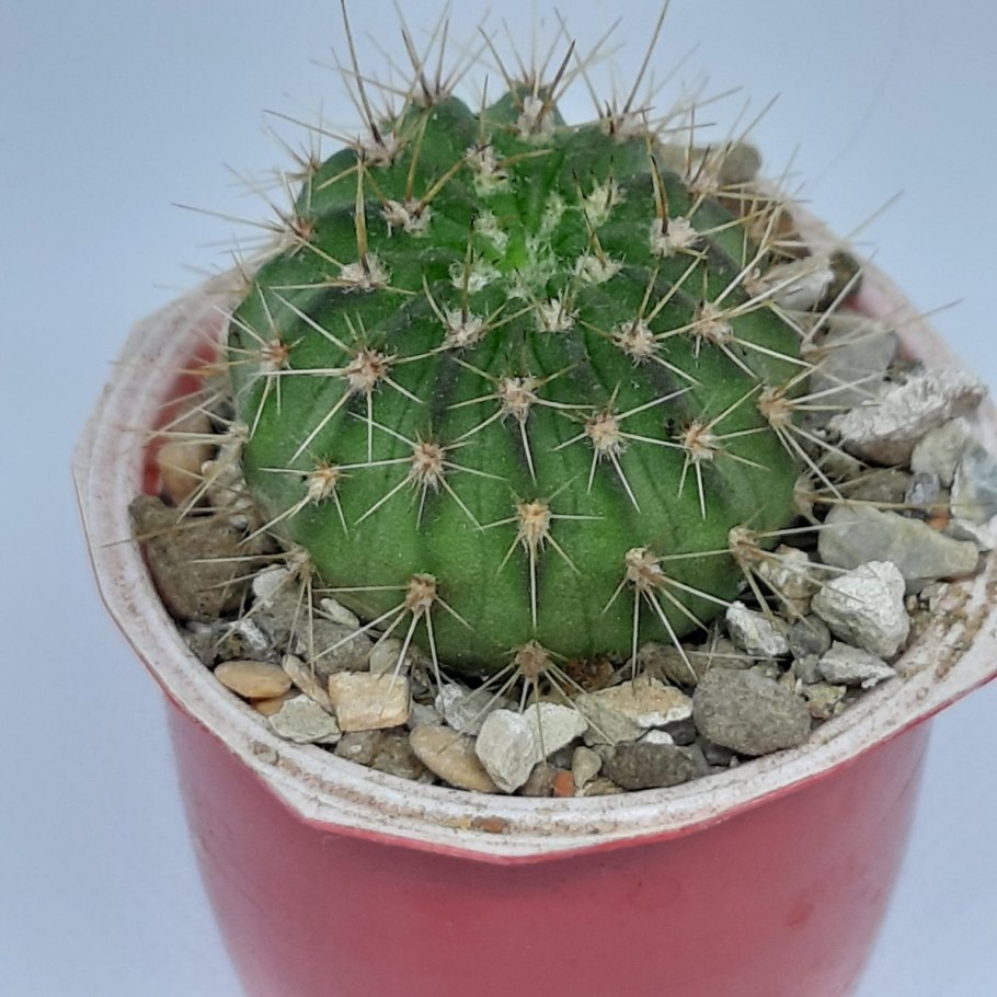 Acanthocalycium violaceum