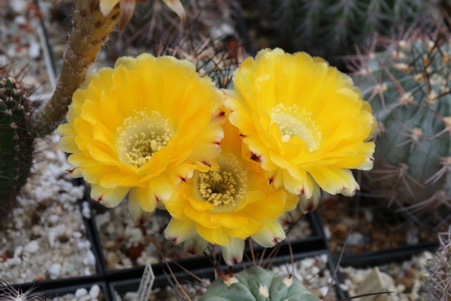 Акантокалициум сизый — Acanthocalycium glaucum