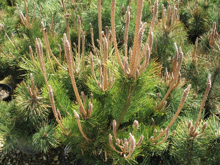 Pinus attenuata