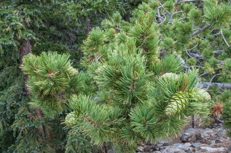Сосна Горная Pinus mugo &#96;Allgäu&#96;