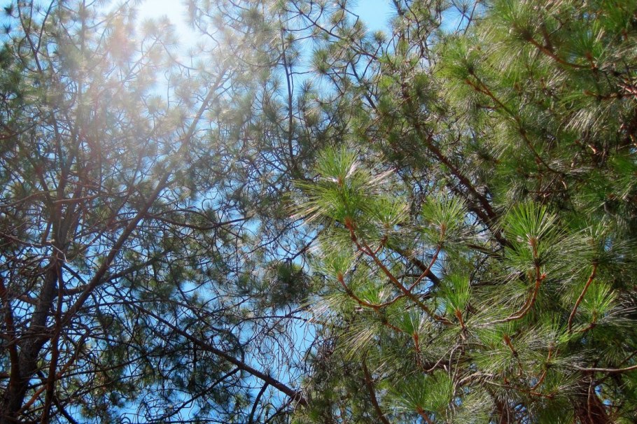 Pinus Radiata
