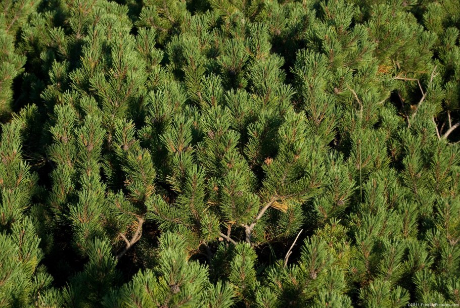 Кондовый хвойных деревьях