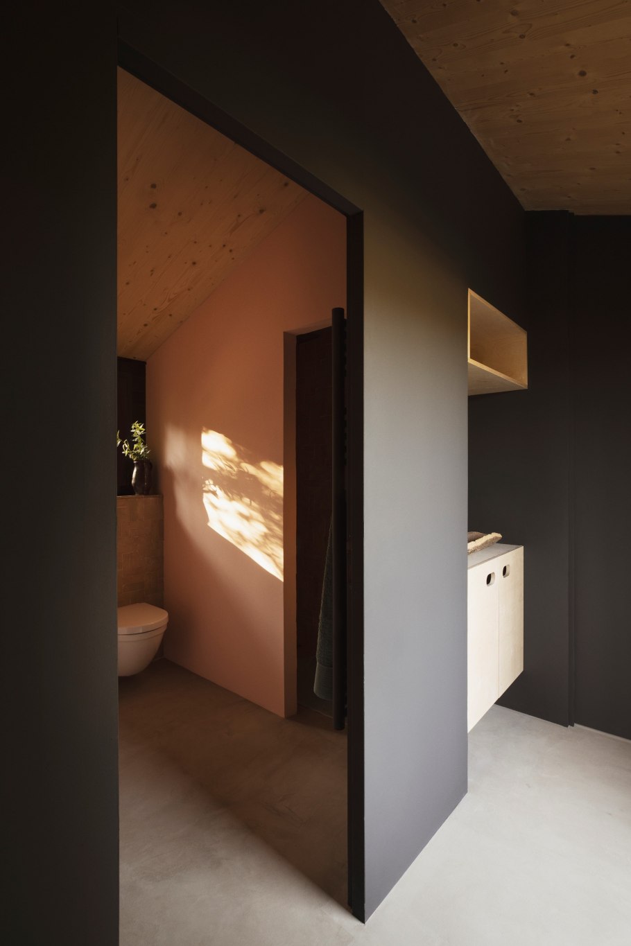 Сосна Нигра Нигра