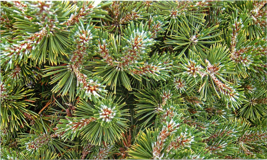 Сосна Колорадо