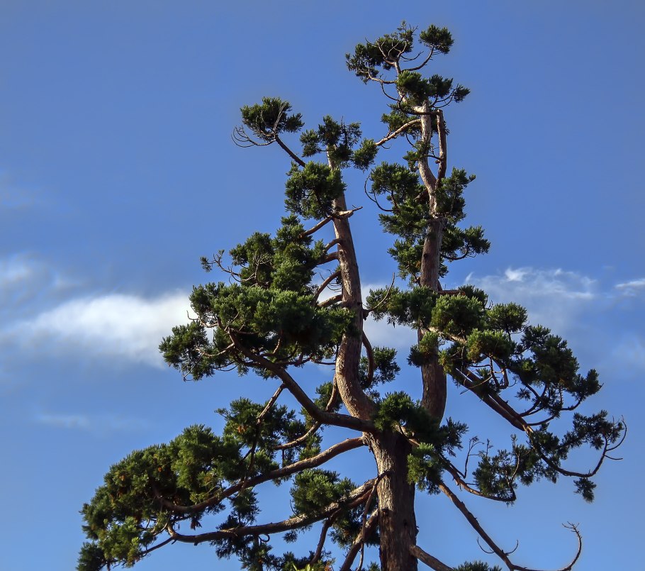 Сосна светлая