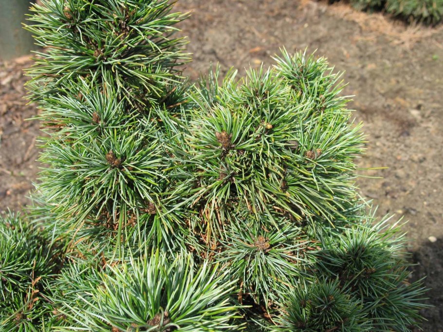 Сосна веймутова онтарио