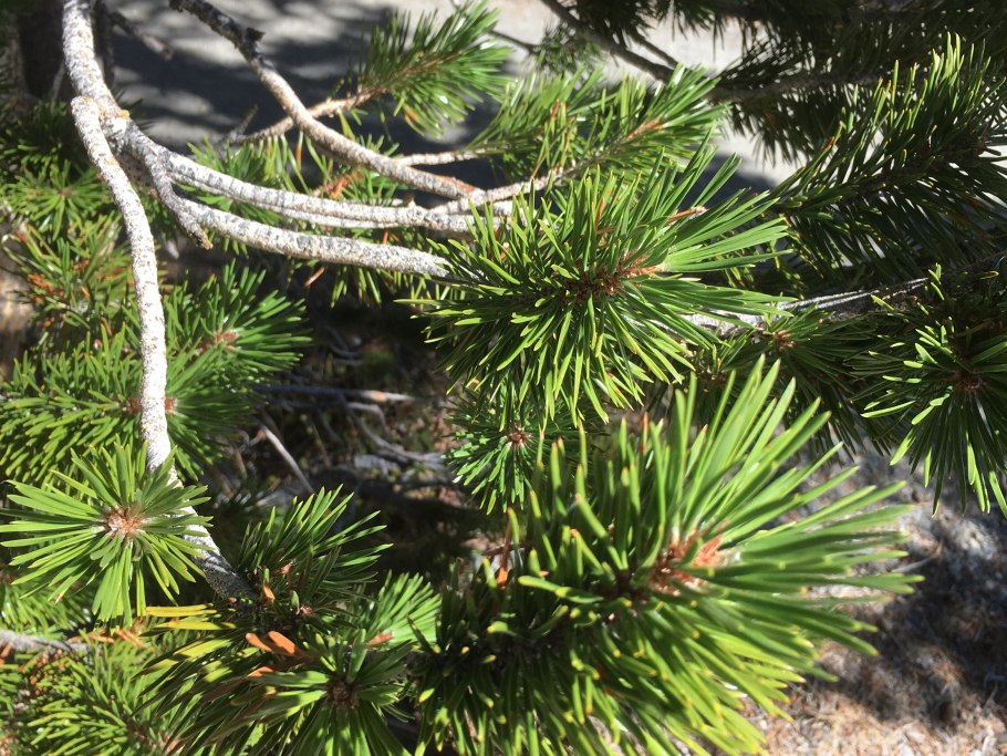 Макушка сосны