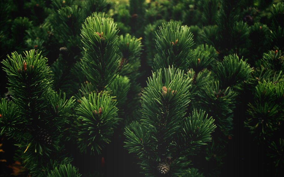 Пекан фото дерева осенью