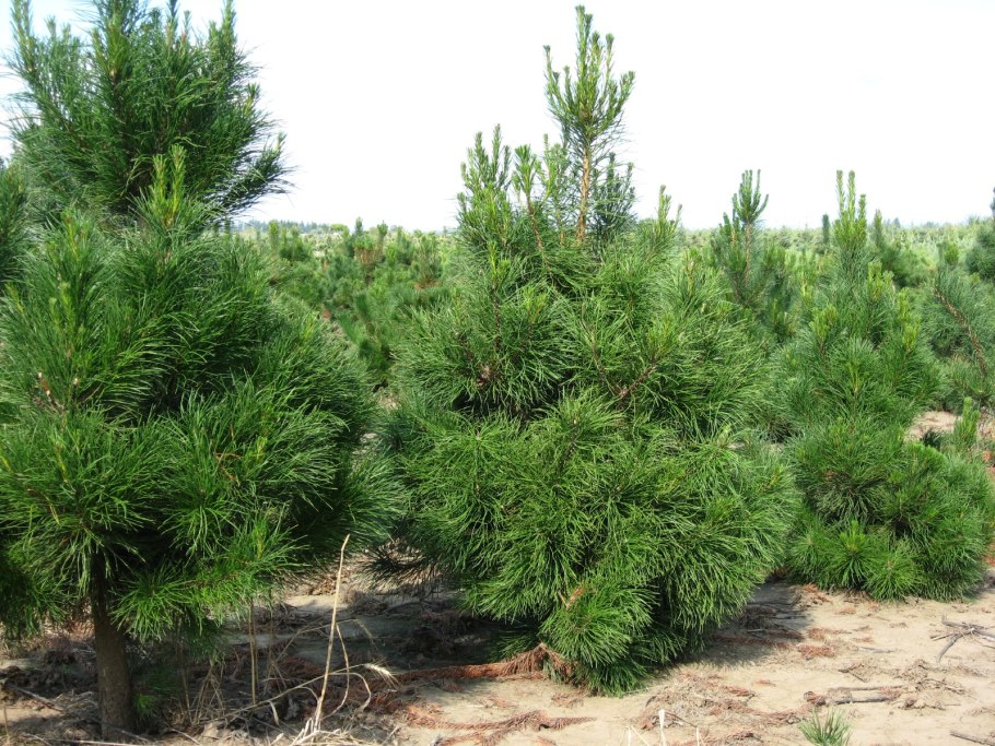 Сосна крючковатая v2 Lav