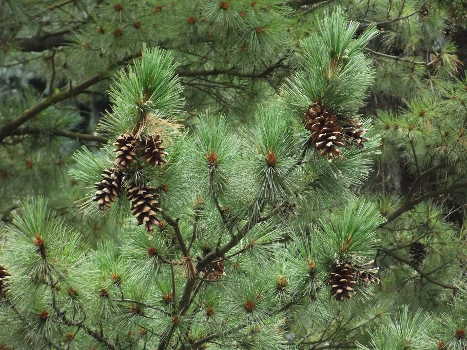 Pinus densiflora Low Glow