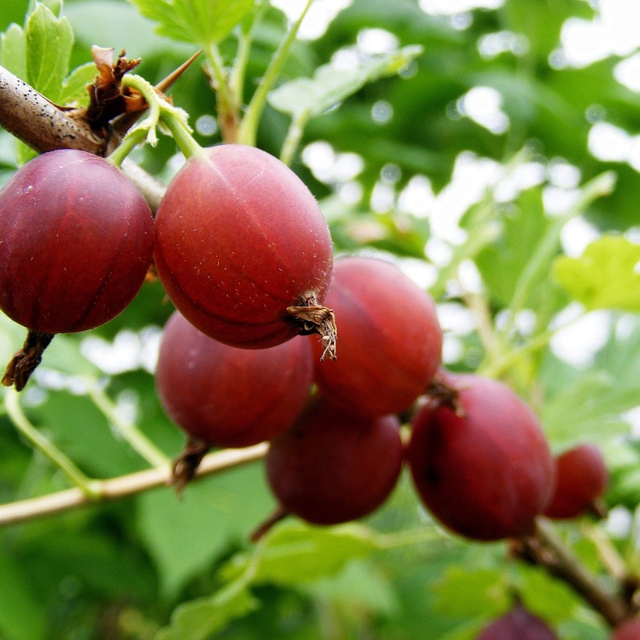 Вкусный крыжовник