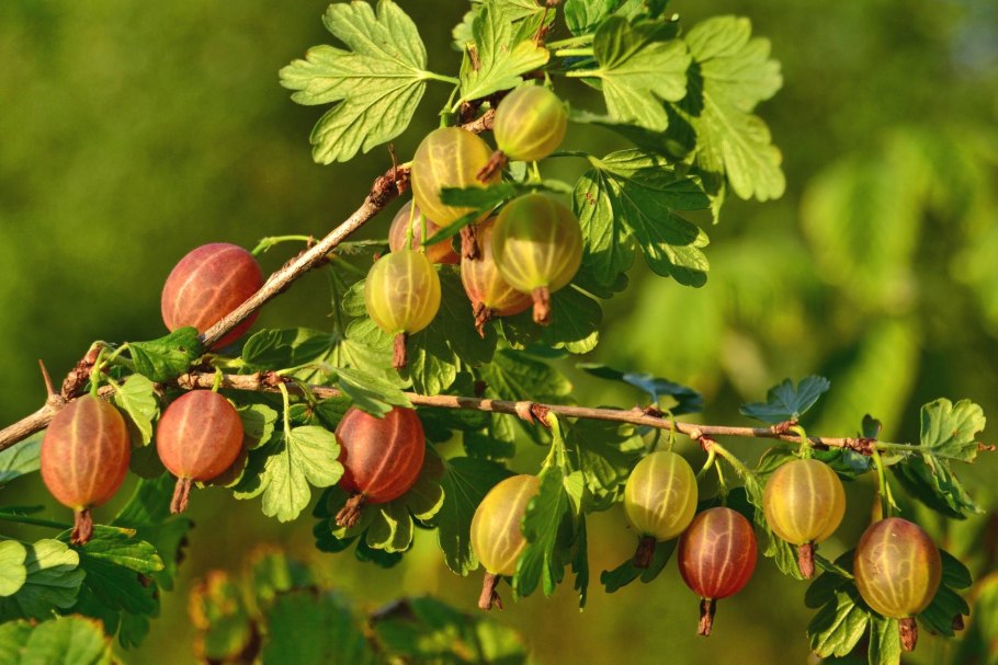 Лада крыжовник фото цена