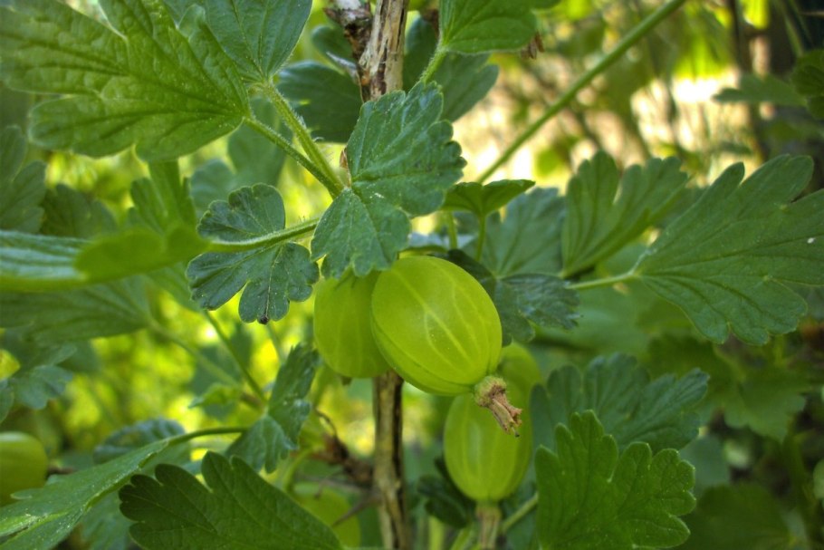 Шумный класс спелый крыжовник