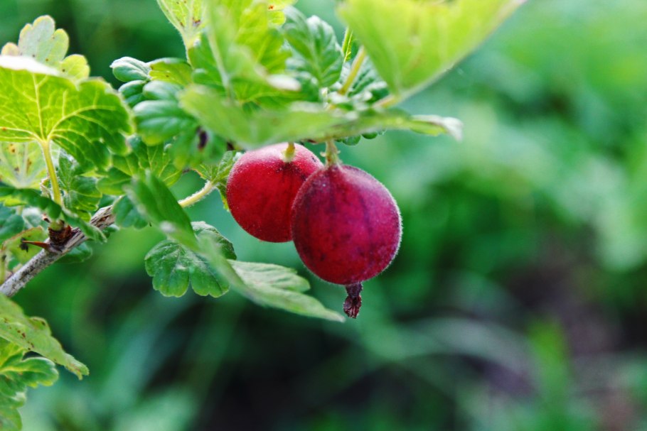 Крыжовник Ува Криспа