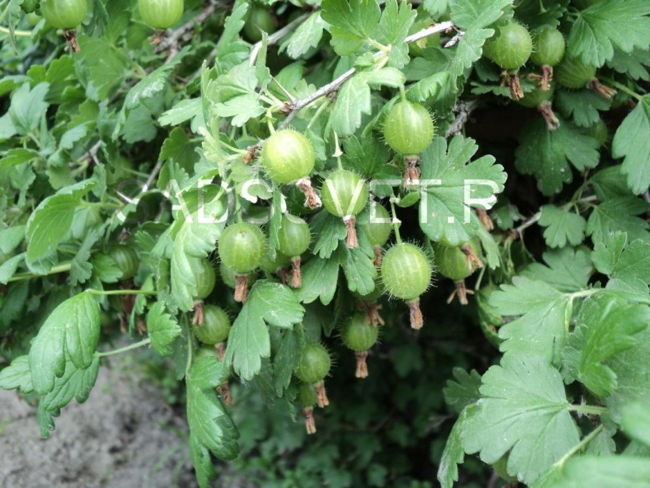 Листья крыжовника