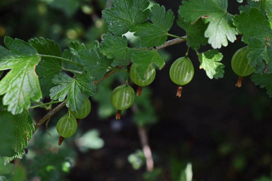 Крыжовник Эридан
