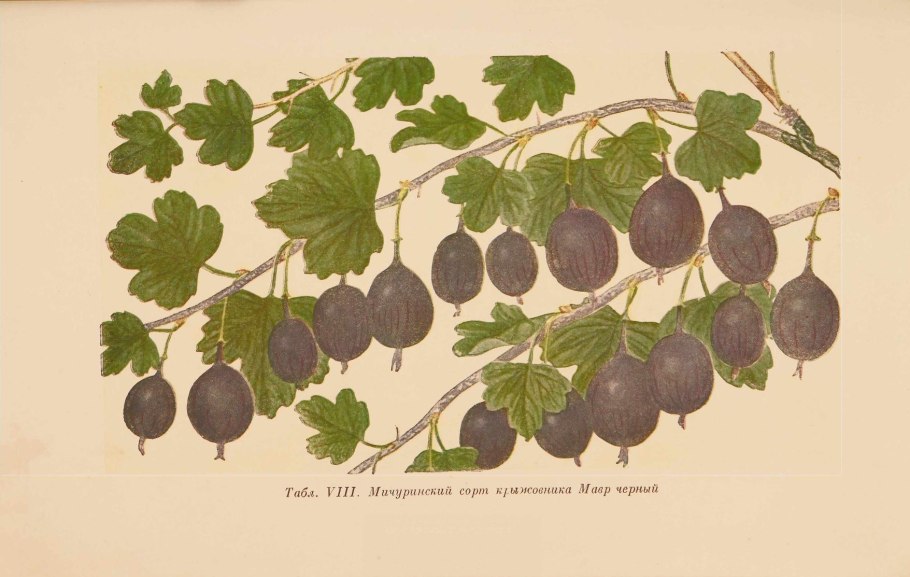 Крыжовник Изабелла