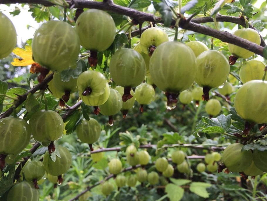 Крыжовник Авангард