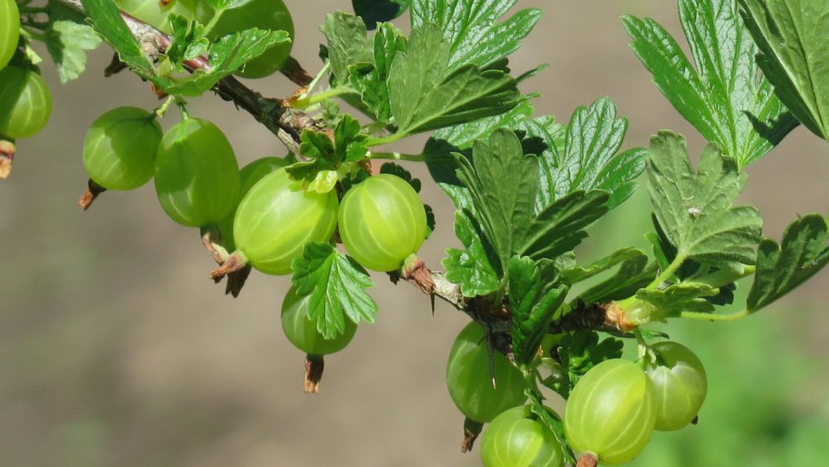 Сферотека крыжовника