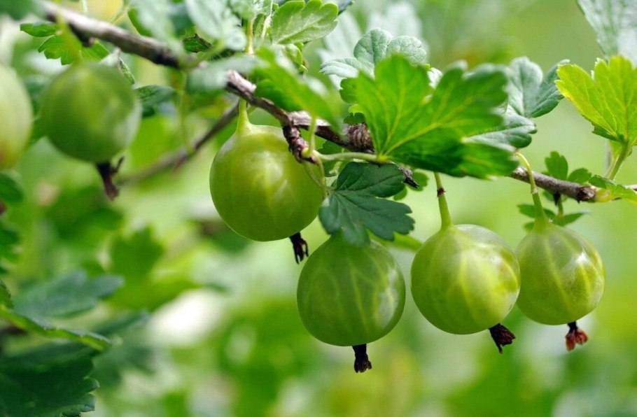 Крыжовник Куршу дзинтарс