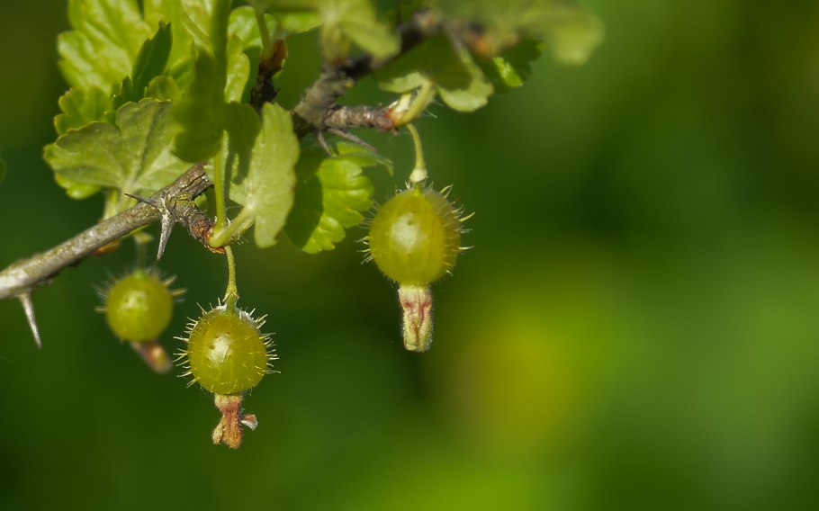Зелёные ягоды названия