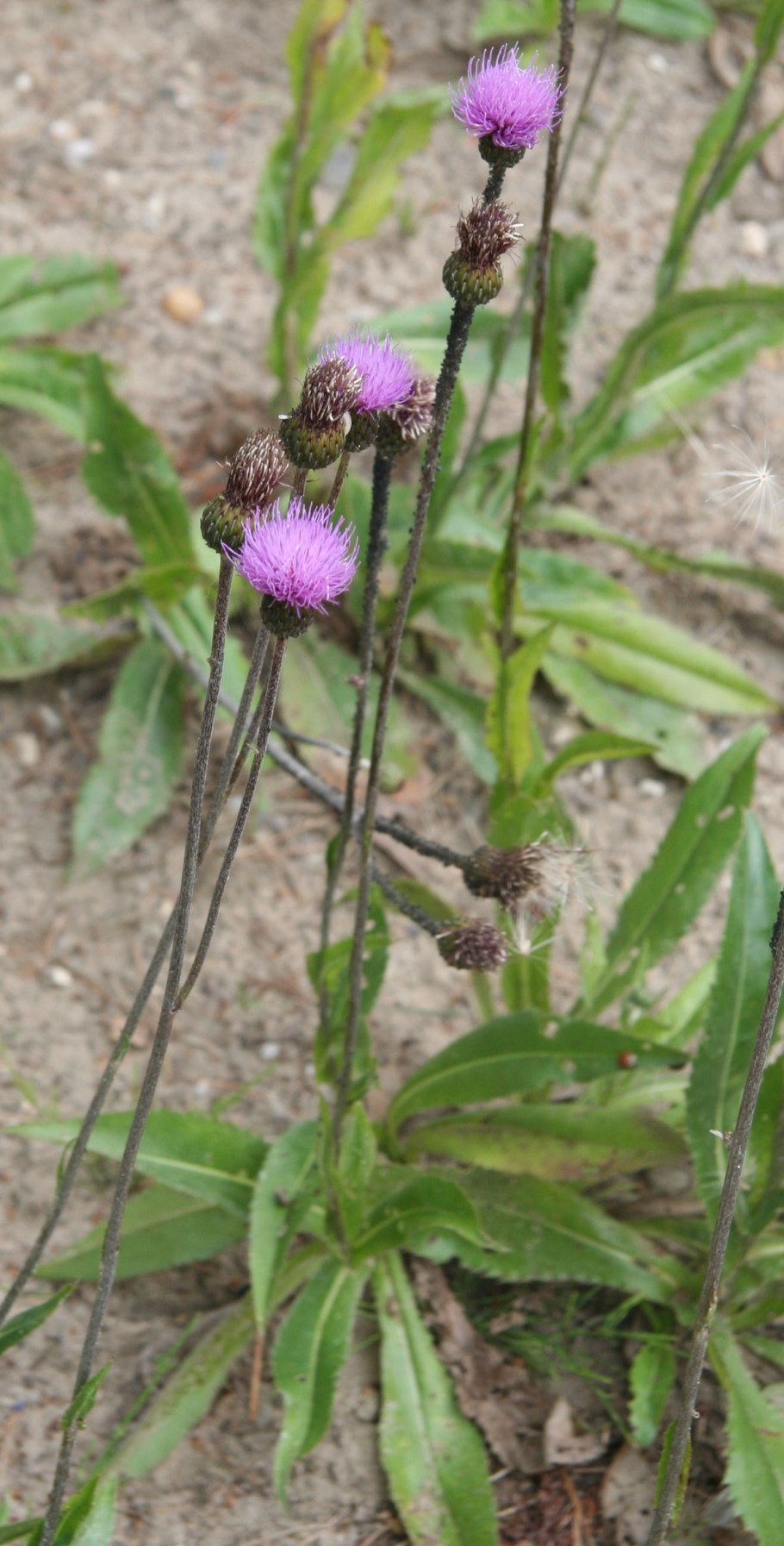 Бодяк Cirsium altissimum