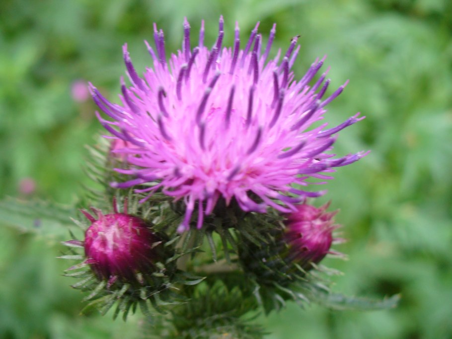 Вика Паннонская