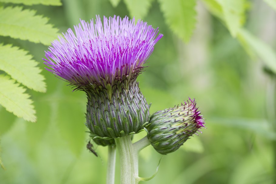 Cirsium serrulatum plantarium