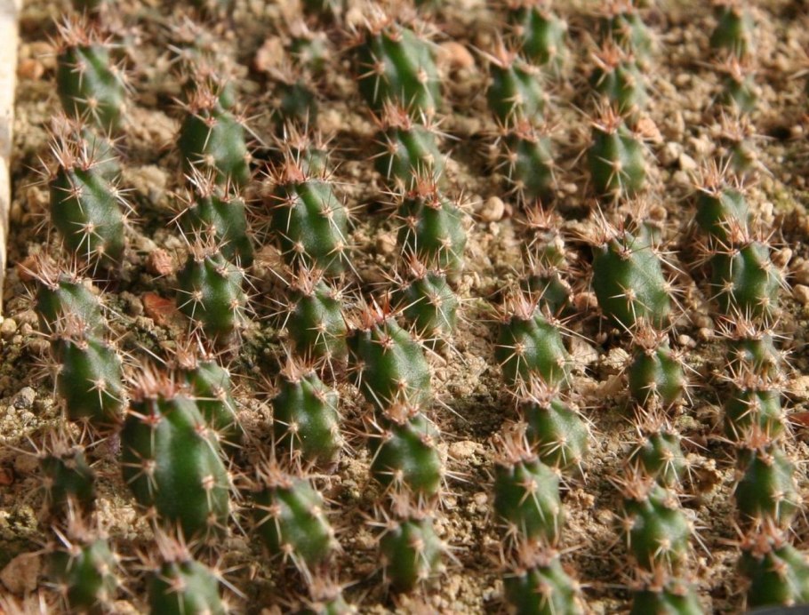 Кактус Триксантоцереус Блоссфельда