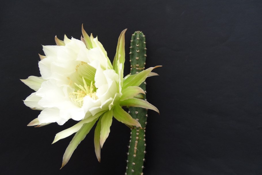 Eriocereus bonplandii