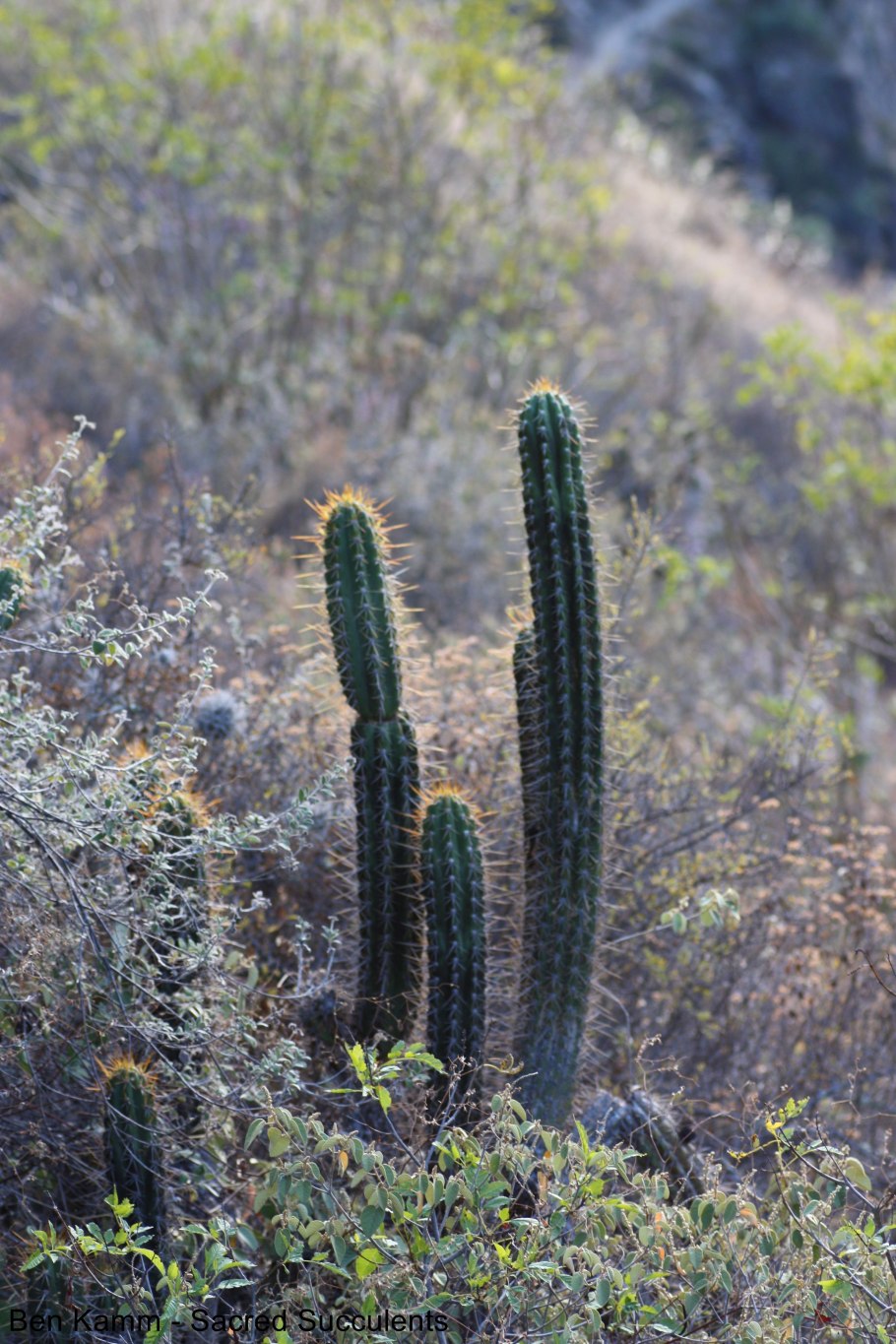 Harrisia tetracantha