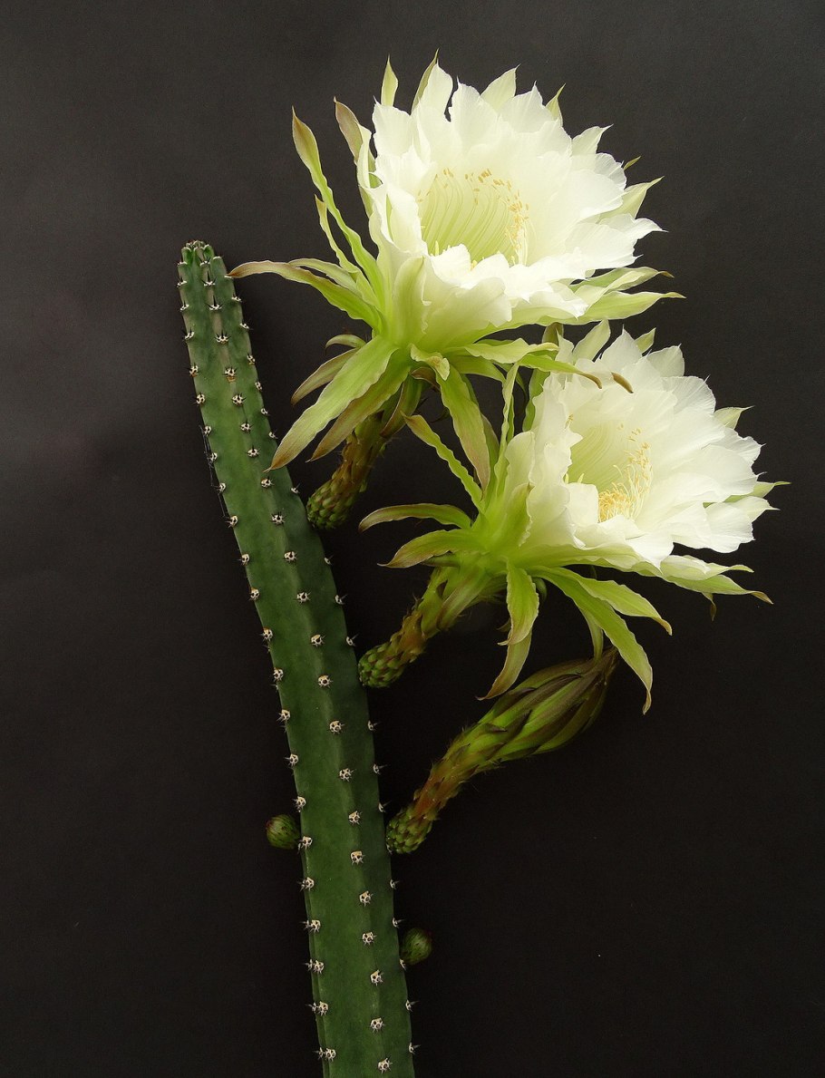 Эриоцереус Юсберта