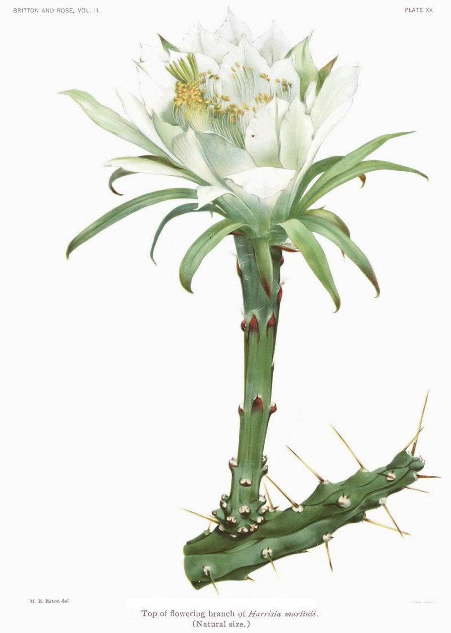 Гарризия изящная (Harrisia gracilis)