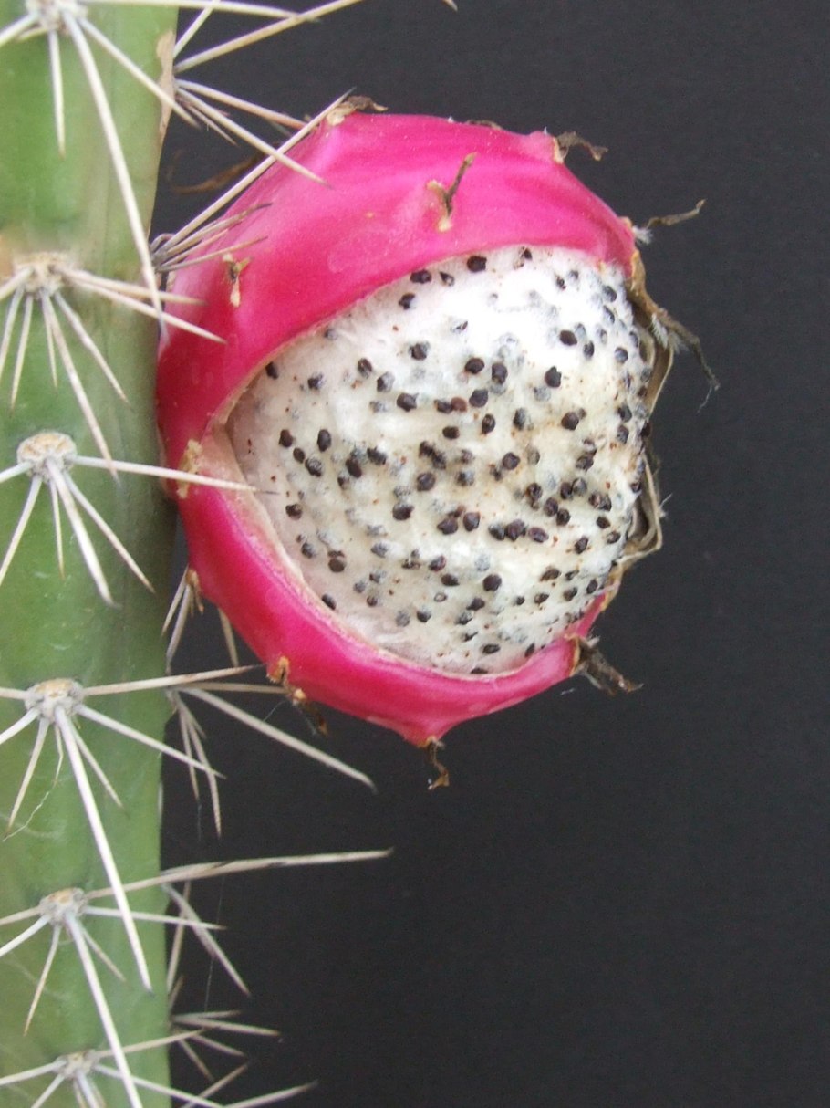 Eriocereus bonplandii