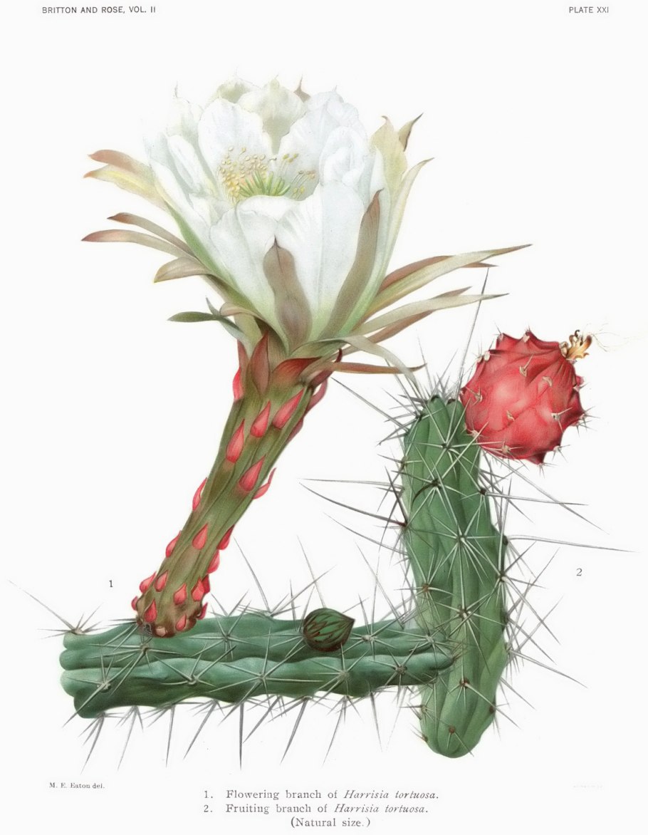 Опунция Ботанический атлас