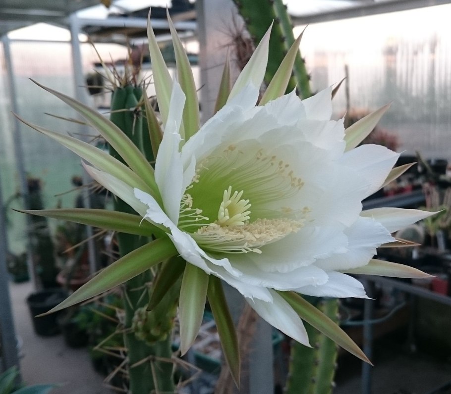 Харрисия душистая