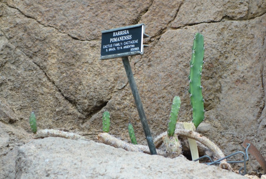 Harrisia tetracantha