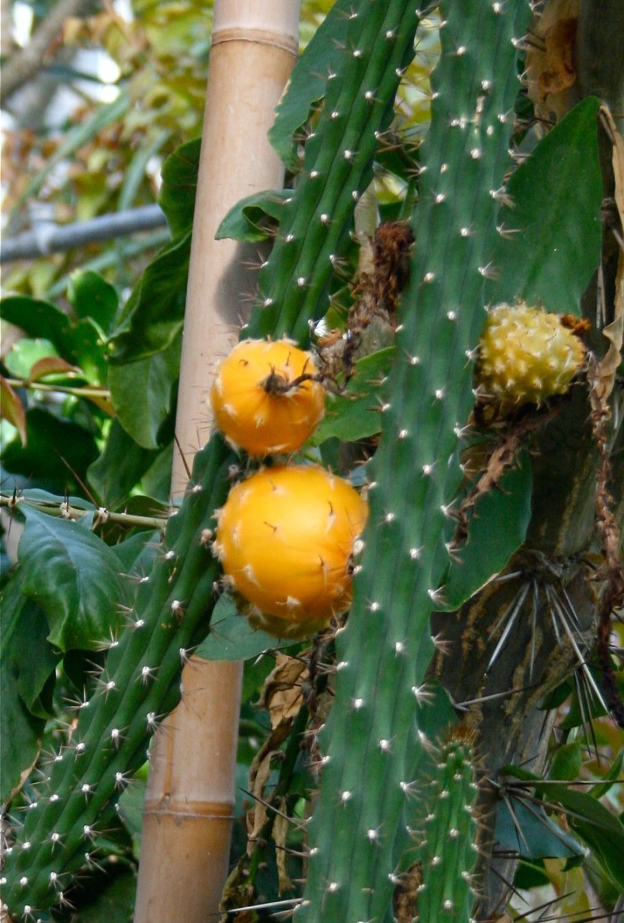 Гарризия Мартина (Harrisia martinii)