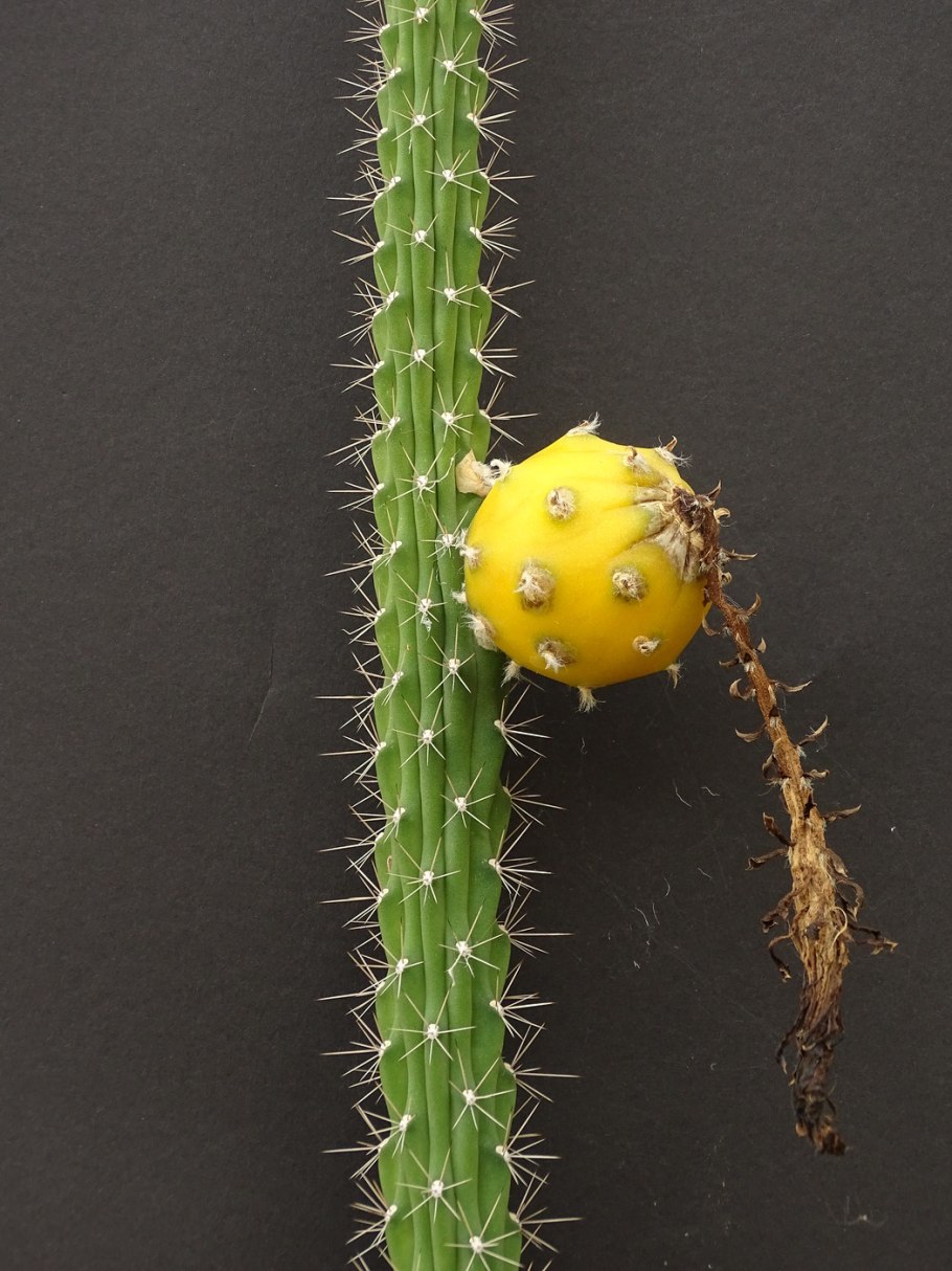 Eriocereus jusbertii