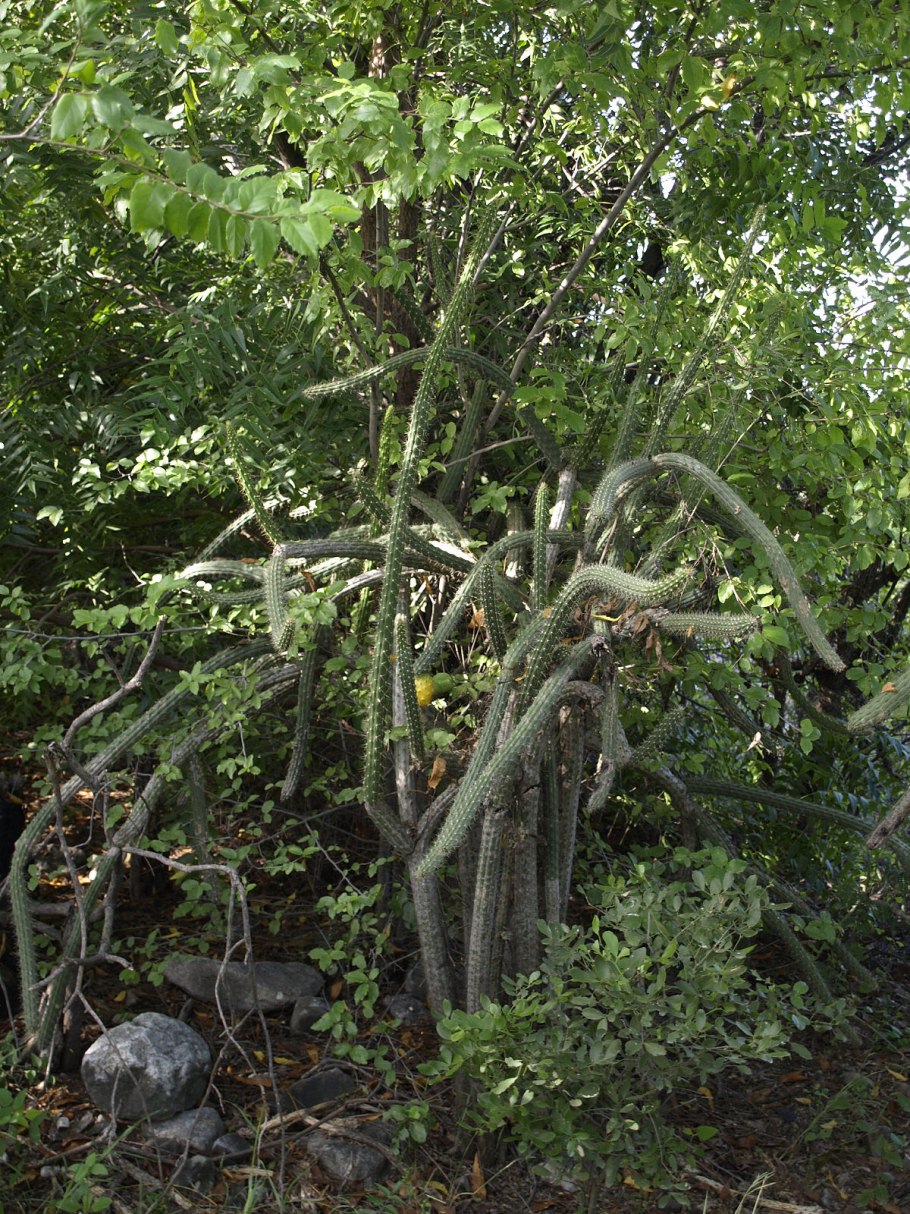 Эриоцереус Юсберта Eriocereus jusbertii