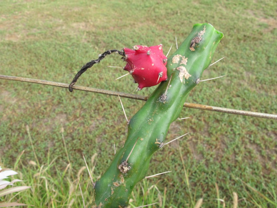 Eriocereus bonplandii