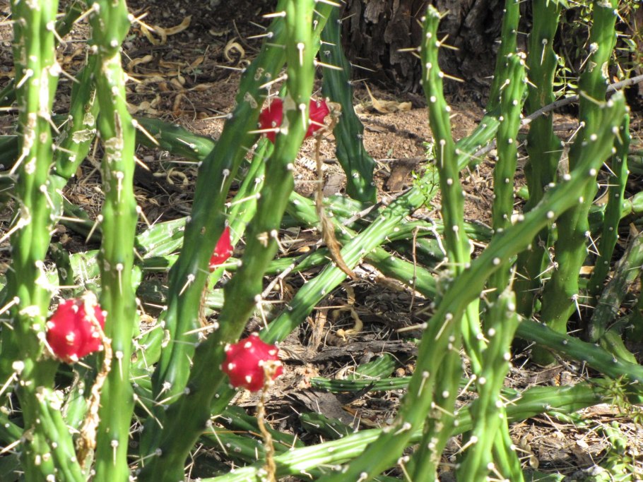 Марка Куба 1978 цветы