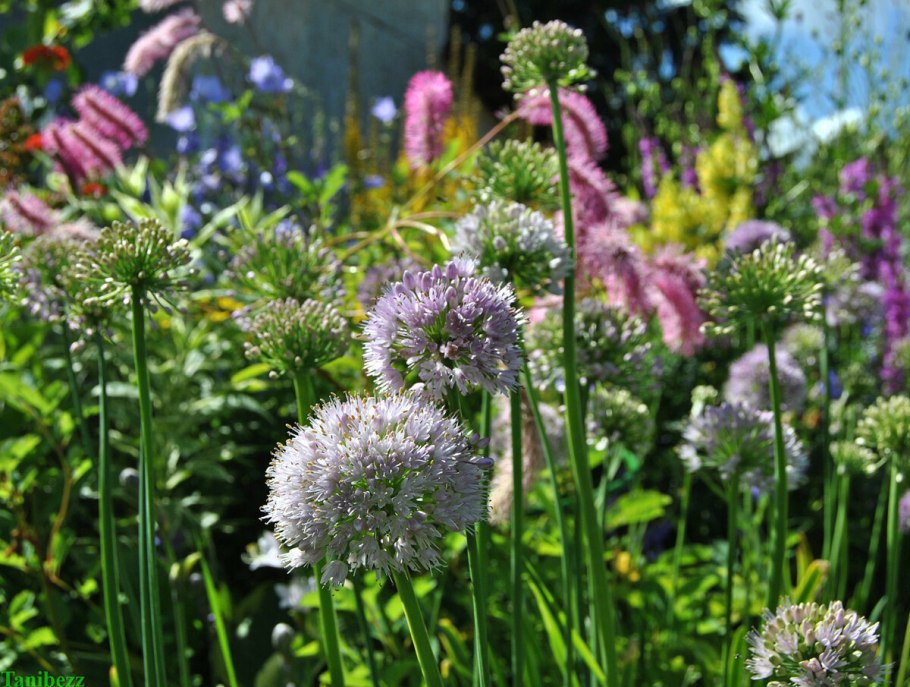 Лук-слизун (Allium Nutans)